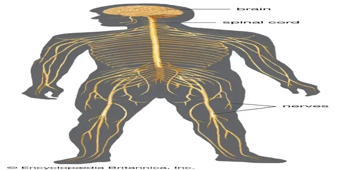 The Human Nervous System