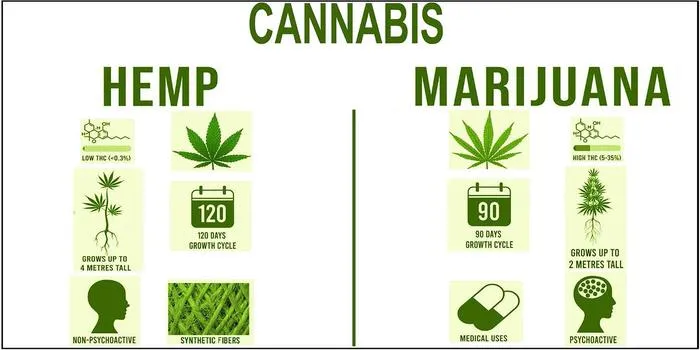 What Is the Difference Between Hemp and Marijuana?