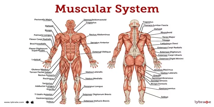 The Human Muscle System