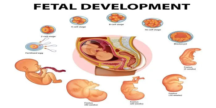 Prenatal Development