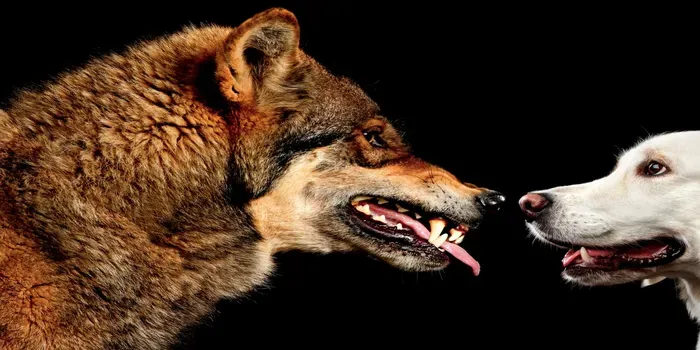 Will we ever know the difference between a wolf and a dog?