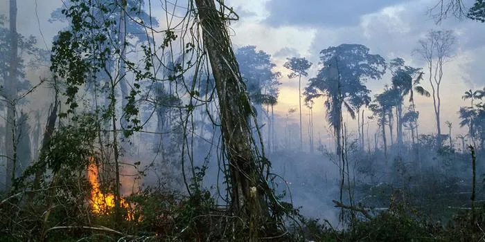 What Happens to Earth If the Amazon Rainforest Is Completely Burned?