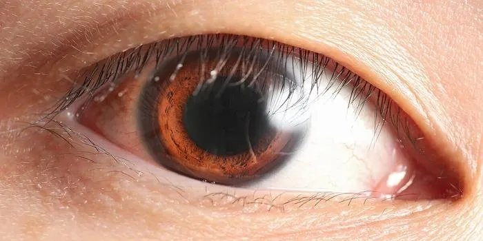 The Human Eye