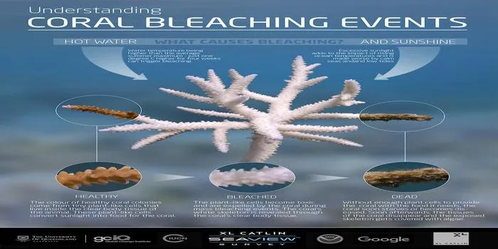 Coral Bleaching: A Threat to Our Reefs