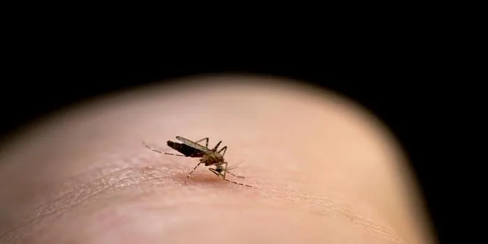 Why Do Mosquito Bites Itch?