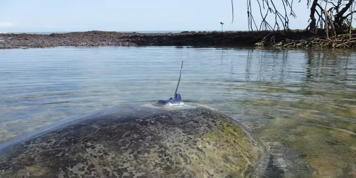 We attached tracking devices to West Africa’s green turtles. This is what we learnt