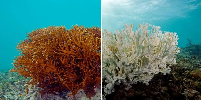 How and Where Coral Bleaching Is Affecting the Great Barrier Reef