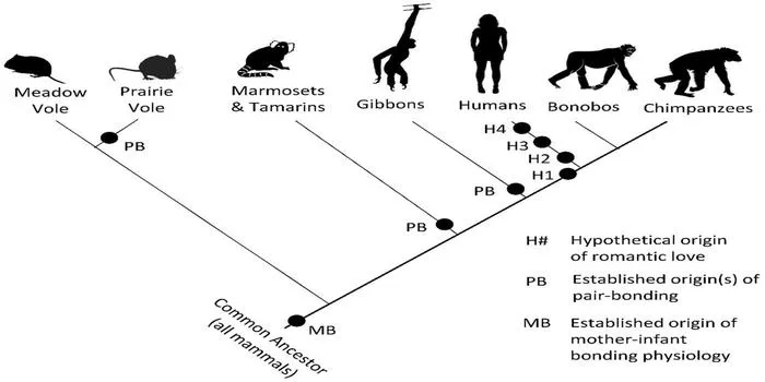 The origin and evolution of love