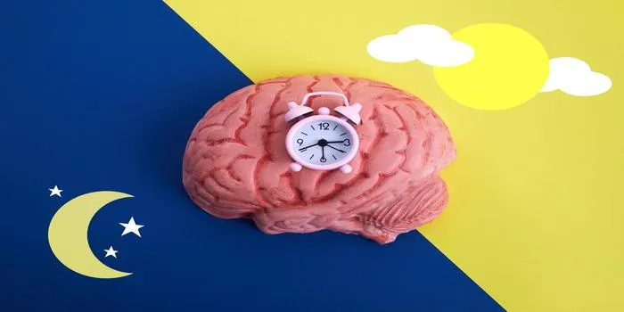 Your body has an internal clock that dictates when you eat, sleep and might have a heart attack – all based on time of day