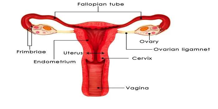 The Human Reproductive System