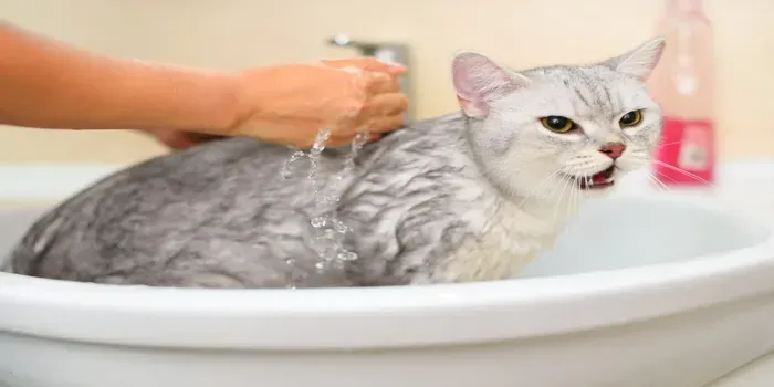 Why Do Cats Hate Water?