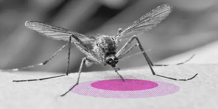 What Purposes Do Mosquitoes Serve in Ecosystems?