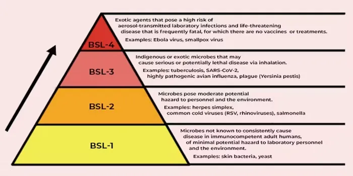 We work with dangerous pathogens in a biocontainment lab – here’s why you can feel safe about our research