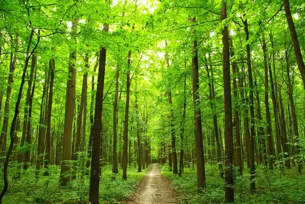 What Is the Difference Between Primary and Secondary Ecological Succession?