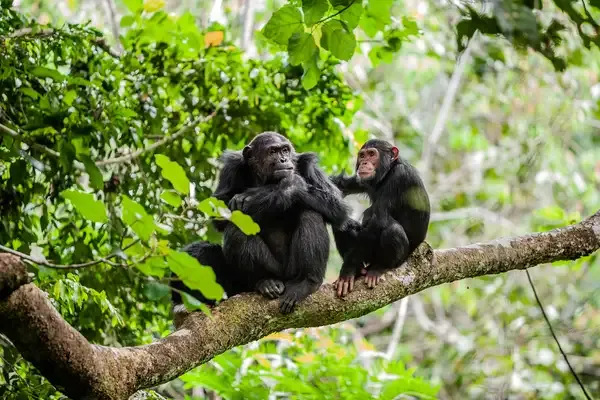 Are Chimpanzees Cannibals?