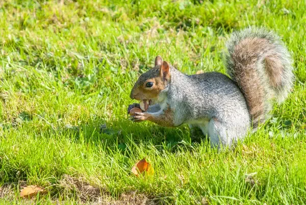 Is It True That Squirrels Forget Where They Bury About Half of Their Food?