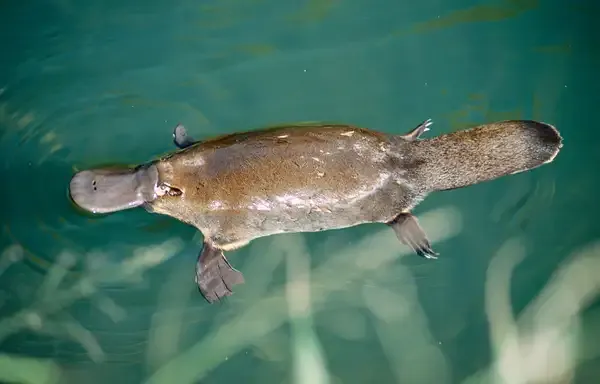 Why Is the Platypus a Mammal?